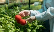 woman working her sustainable greenhouse