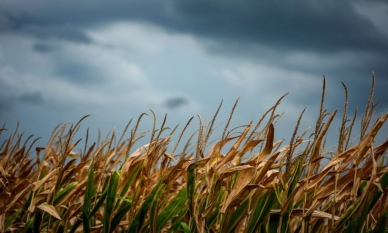 Агротероризъм по китайски 1 Агротероризъм по китайски