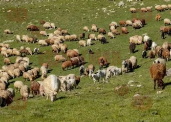 Към момента в страната са регистрирани 97 огнища на шарка, засегнали над 10 000 животни