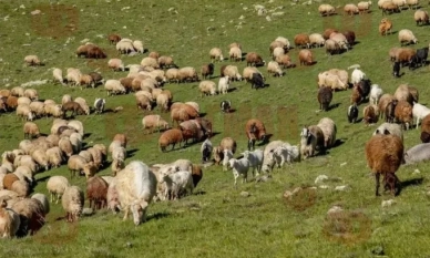 Предприемат се мерки срещу разпространението на шарката по дребните преживни животни в страната 1 Предприемат се мерки срещу разпространението на шарката по дребните преживни животни в страната