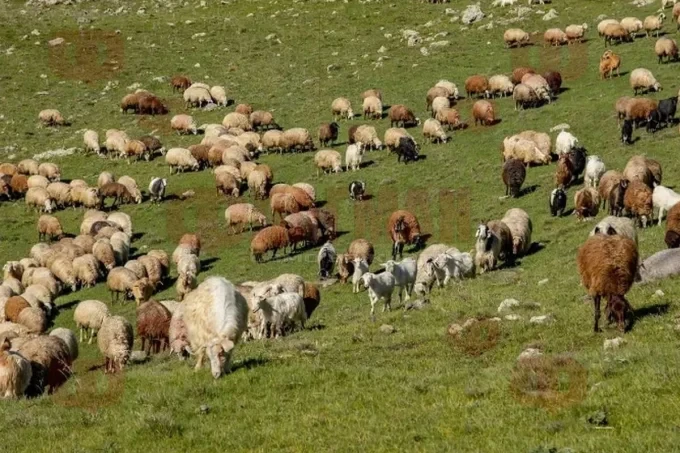 Към момента в страната са регистрирани 97 огнища на шарка, засегнали над 10 000 животни