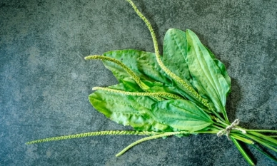 Живовляк - ползи и приложение 1 Живовляк – ползи и приложение