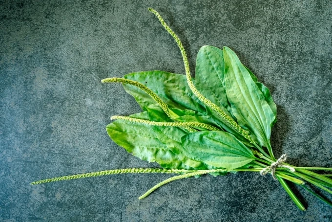 Живовляк – ползи и приложение