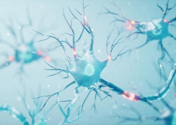 Не само за мускулите: как белтъците подкрепят нервната ви система