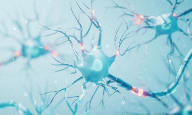 Не само мускулите - протеините подпомагат цялата нервна система 1 Не само за мускулите: как белтъците подкрепят нервната ви система