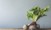 fresh beetroot wooden table