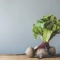 fresh beetroot wooden table