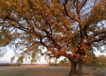 500-годишнiият дъб при село Старо Железаре вече е със статут на защитено вековно дърво
