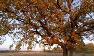 Вековен дъб в Старо Железаре – стар пазител на историята, признат за защитено дърво 1 Вековен дъб в Старо Железаре – стар пазител на историята, признат за защитено дърво