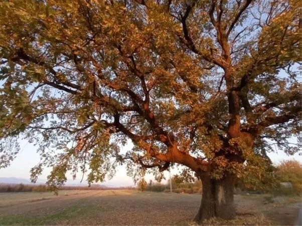 Вековен дъб в Старо Железаре – стар пазител на историята, признат за защитено дърво