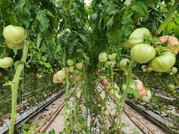 Български домат спечели признание на изложението FRUIT ATTRACTION 2025 в Мадрид 1 7904899e fe6c 4002 a8cf 67bde1d4cc47