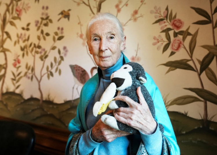 Почина защитничката на дивата природа и експерт по приматите Джейн Гудол на 91-годишна възраст