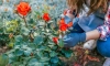 Подрязване и зазимяване на розите през есента 20 close up woman trimming rose plant with secateurs