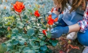 Подрязване и зазимяване на розите през есента 1 close up woman trimming rose plant with secateurs