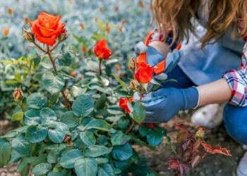 close up woman trimming rose plant with secateurs