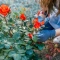 close up woman trimming rose plant with secateurs