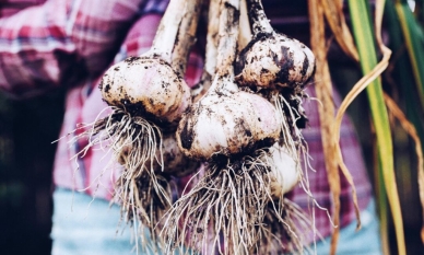 Чесънът: Лесен за отглеждане зеленчук с безценни ползи за здравето 1 Чесънът: Лесен за отглеждане зеленчук с безброй ползи за здравето