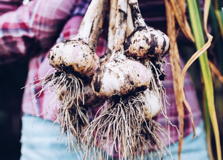 Чесънът: Лесен за отглеждане зеленчук с безброй ползи за здравето