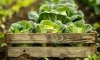 wooden crate with cabbage it field