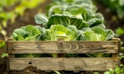 wooden crate with cabbage it field