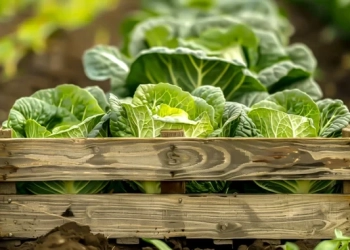 wooden crate with cabbage it field