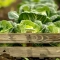 wooden crate with cabbage it field
