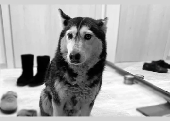 Кучето Мая: прегазена невинност 1 Кучето Мая (снимка: varnenskoutro.bg)