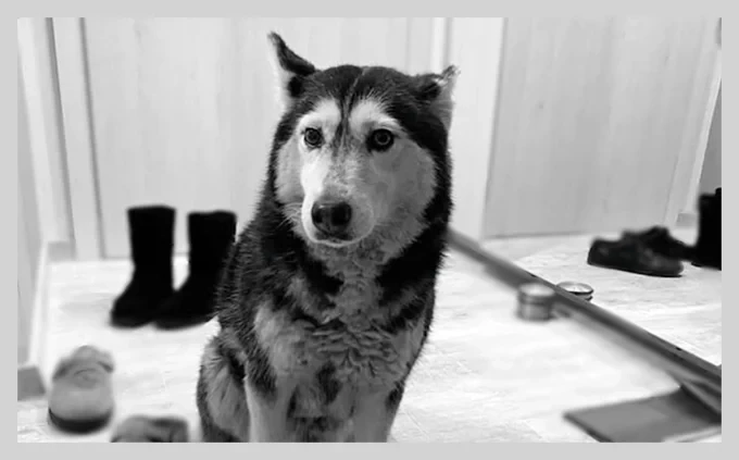 Кучето Мая: прегазена невинност 1 Кучето Мая: прегазена невинност