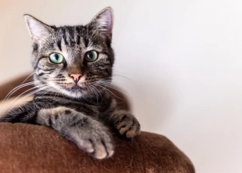 Котките не са самотници: няколко полезни съвета как да се погрижим за тях 1 (снимка: Jill Schafer/Pixabay.com)