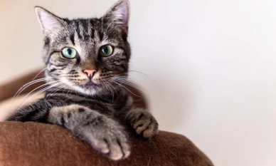 Котките не са самотници: няколко полезни съвета как да се погрижим за тях 1 Котките не са самотници: няколко полезни съвета как да се погрижим за тях