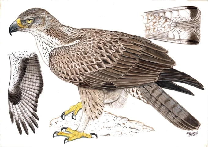 web iastrebov orel ptici pchelarov uba 2025