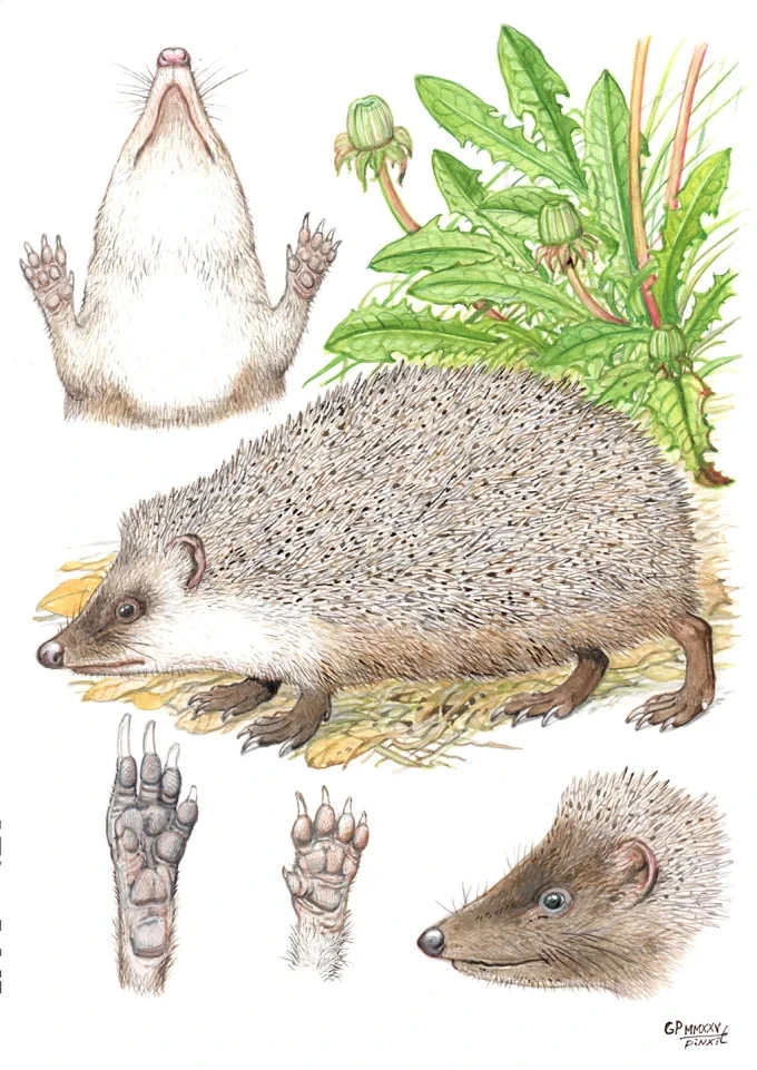 web taralezh georgi pchelarov uba 2025