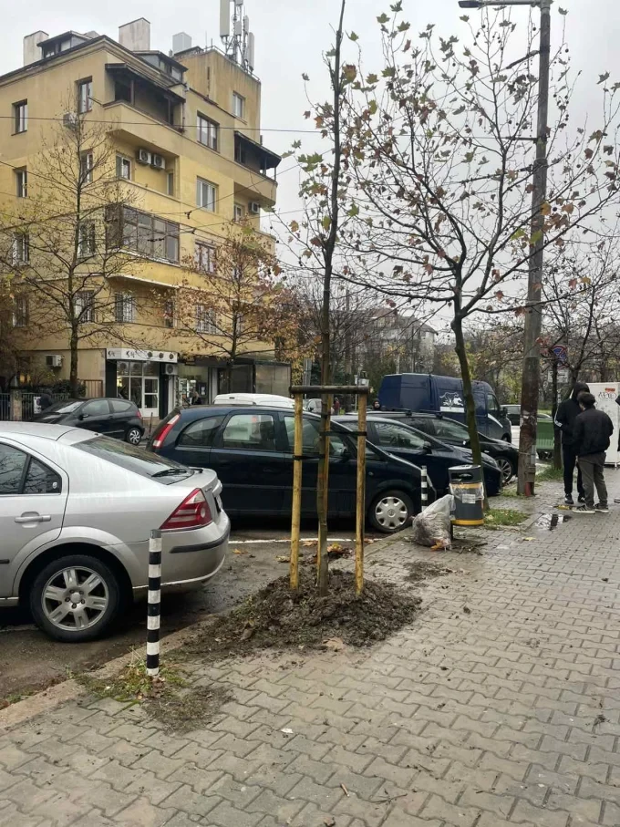 Над 1500 нови дръвчета в София 35 2025 12 01 1500 novi dravcheta 1