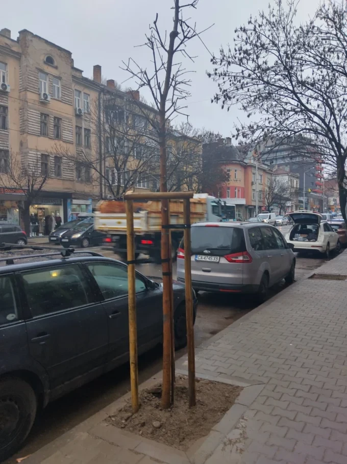 Над 1500 нови дръвчета в София 34 2025 12 01 1500 novi dravcheta 2