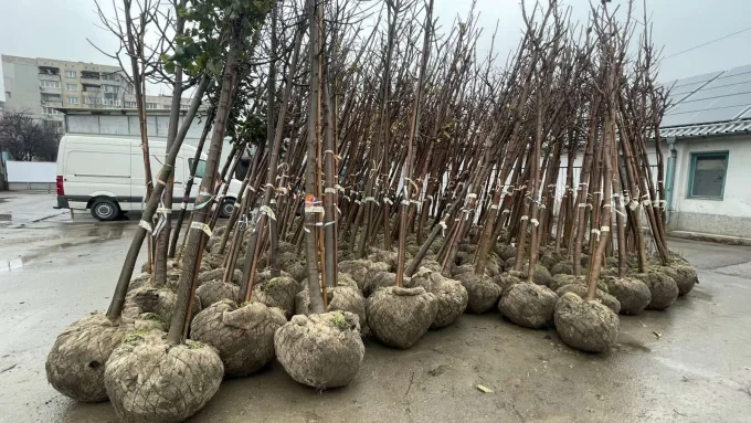 Над 1500 нови дръвчета в София 36 2025 12 01 fidanki 2