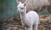 Инди – най-новата пухкава перла в семейството на алпаките в Софийския зоопарк 19 Бебето алпака Инди в Софийския зоопарк