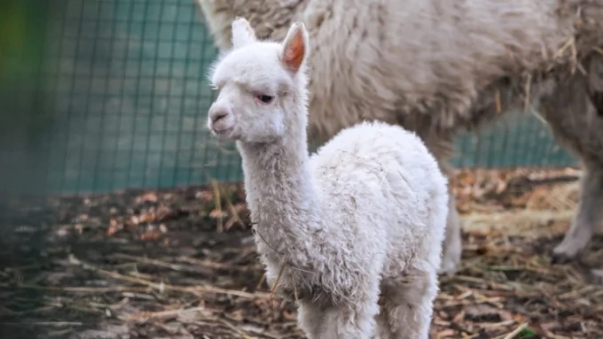 Инди – най-новата пухкава перла в семейството на алпаките в Софийския зоопарк 1 Инди – най-новата пухкава перла в семейството на алпаките в Софийския зоопарк