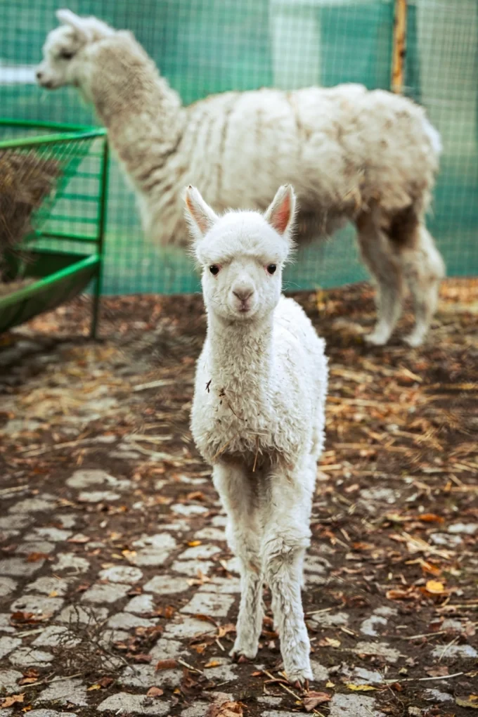 Инди – най-новата пухкава перла в семейството на алпаките в Софийския зоопарк 26 alpaca sofia zoo