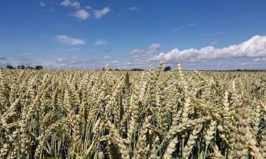 Фермерите обезпокоени за бъдещето на семената и на продоволствената сигурност