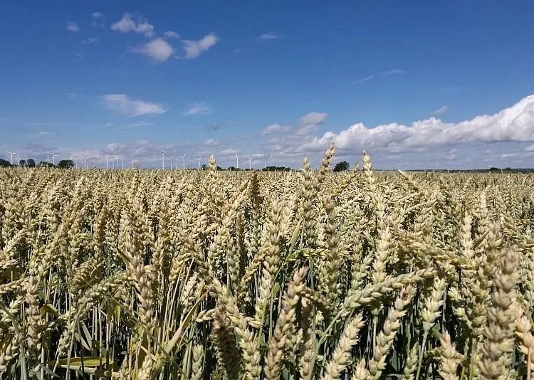 Фермерите обезпокоени за бъдещето на семената и на продоволствената сигурност 1 Фермерите обезпокоени за бъдещето на семената и на продоволствената сигурност