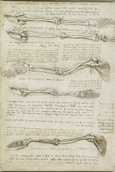 Разгадаване на Да Винчи, показване на човешкото в Леонардо 5 Скици на костите и мускулите на ръката, около 1510–1511 г., от Леонардо да Винчи. (Public Domain)
