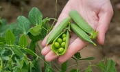 Време за засяване на грах 2 peas snap hand 1677520422658 b29aa0f3 f335 4c67 9aa4 497181b76987