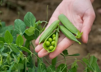 Време за засяване на грах 7 peas snap hand 1677520422658 b29aa0f3 f335 4c67 9aa4 497181b76987