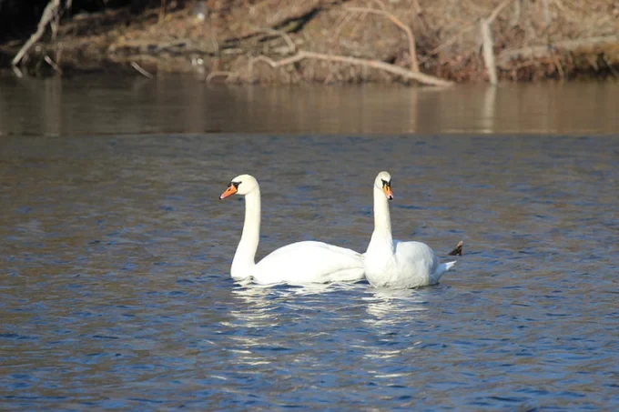 Броим водолюбивите птици в България за 50-и път 35 swans mosv