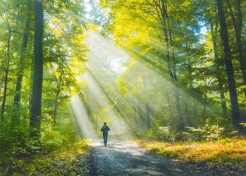 Как природата пренастройва мозъка ви 4 id5997690 trail in woods 2660790037 1