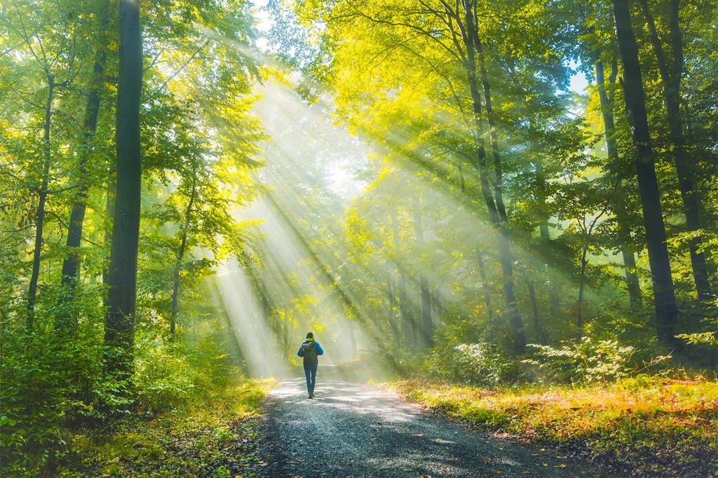 id5997690 trail in woods 2660790037 1